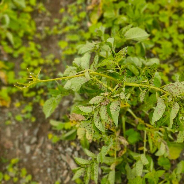 Solanum tuberosum 葉