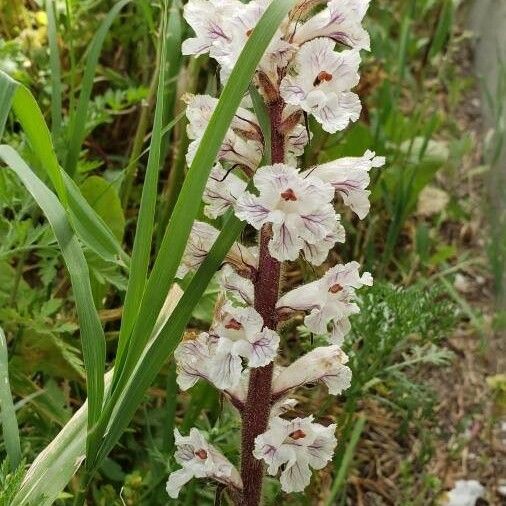 Orobanche crenata Bloem