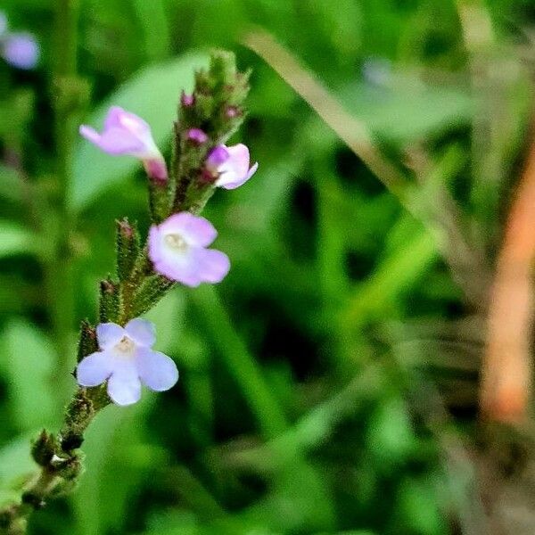 Verbena officinalis Blomst