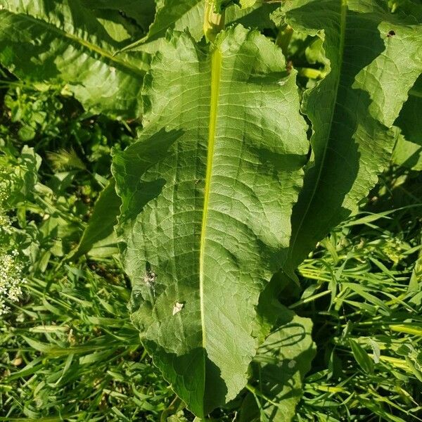 Rumex palustris Leaf