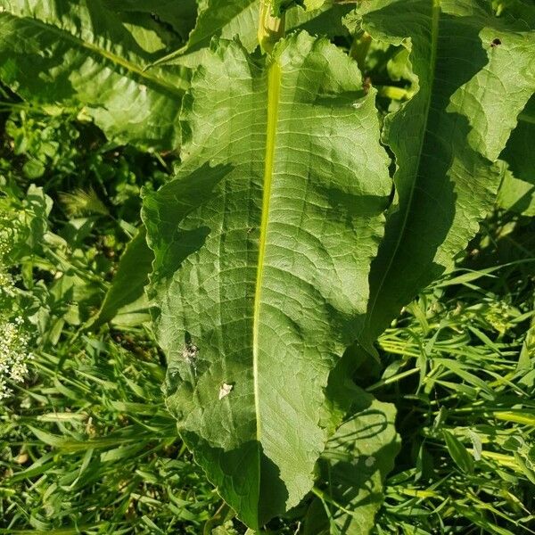 Rumex palustris Liść