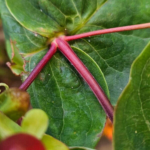 Hypericum androsaemum Schors