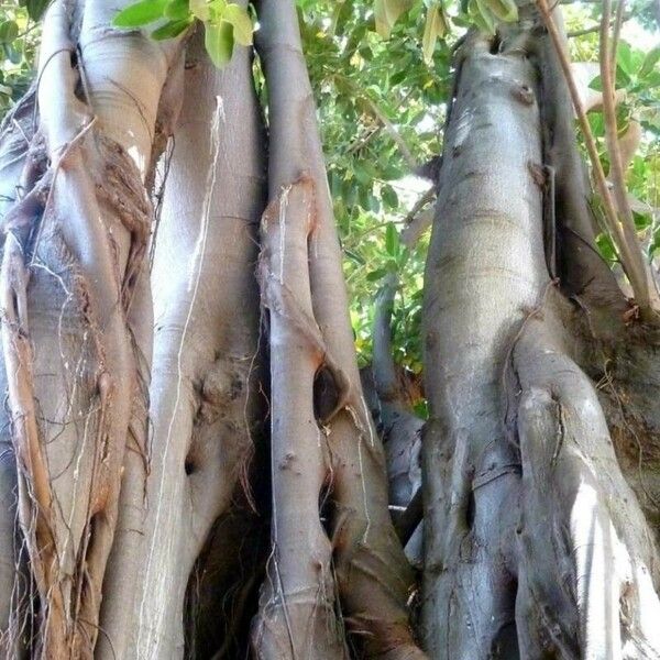 Ficus macrophylla Кора