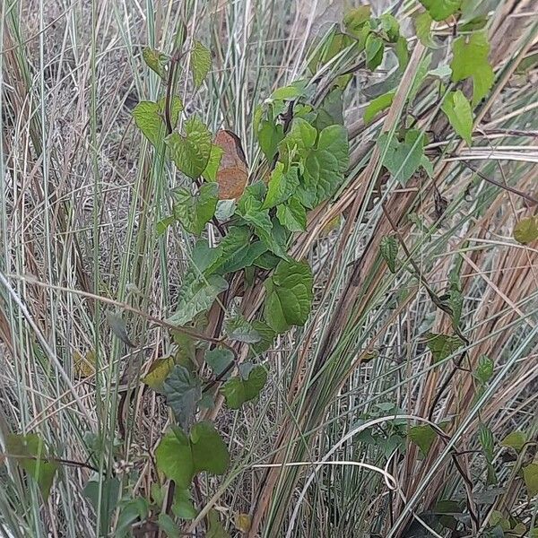 Mikania micrantha Hoja