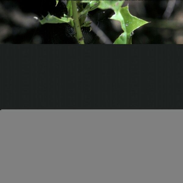 Acanthus ilicifolius Flower