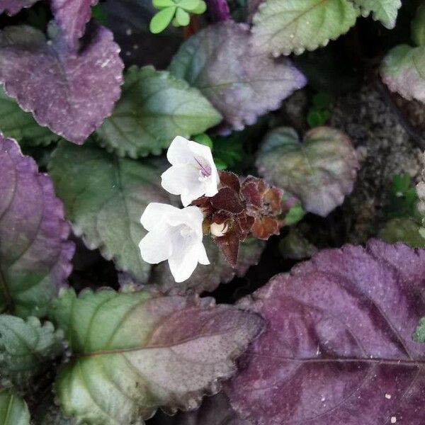 Strobilanthes alternata Цвят