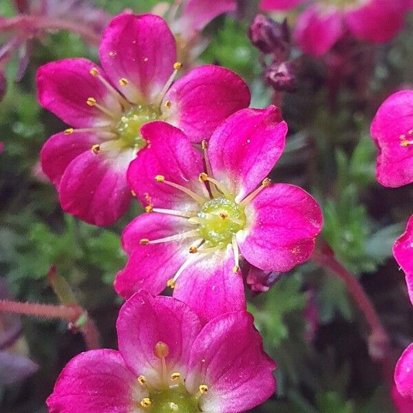 Saxifraga rosacea Kwiat