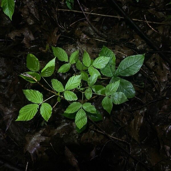 Rubus canadensis ഇല