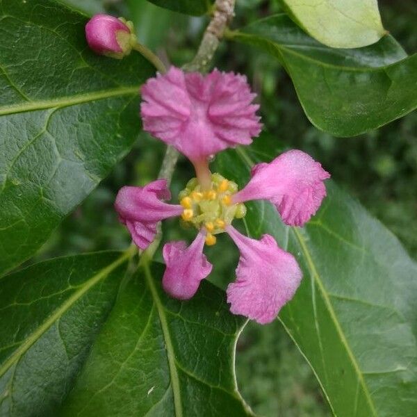 Malpighia glabra Flower