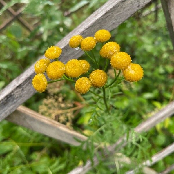 Tanacetum vulgare Kukka