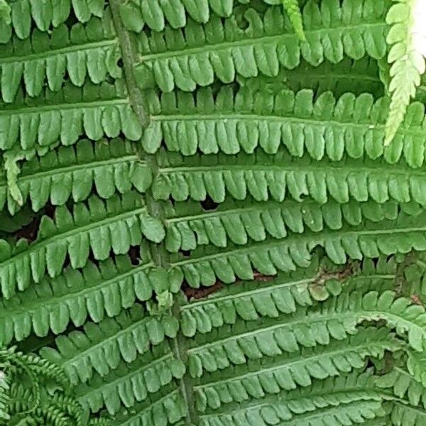 Onoclea struthiopteris Leaf