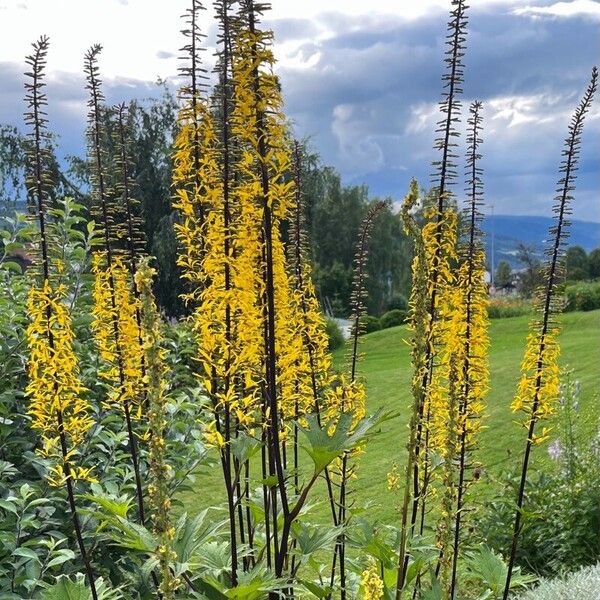 Ligularia wilsoniana Flower