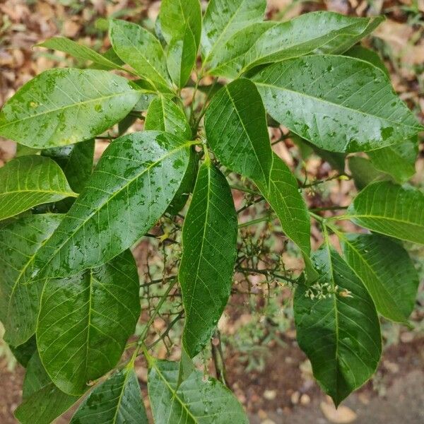 Hevea brasiliensis Leaf