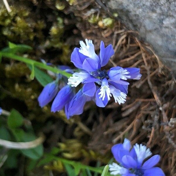 Polygala calcarea Fleur