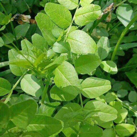 Vicia sepium Foglia