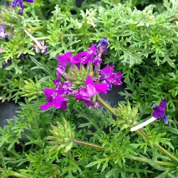 Verbena tenera Habit