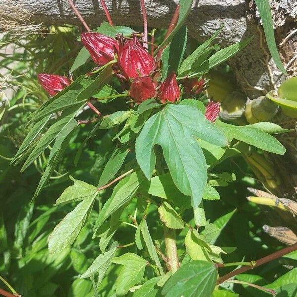 Hibiscus sabdariffa Fruit