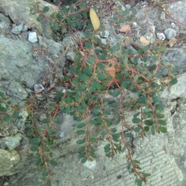 Euphorbia thymifolia List