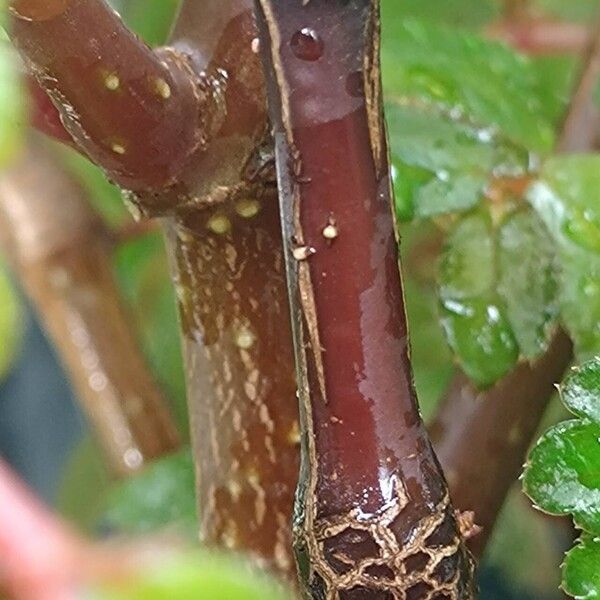 Begonia foliosa Φλοιός