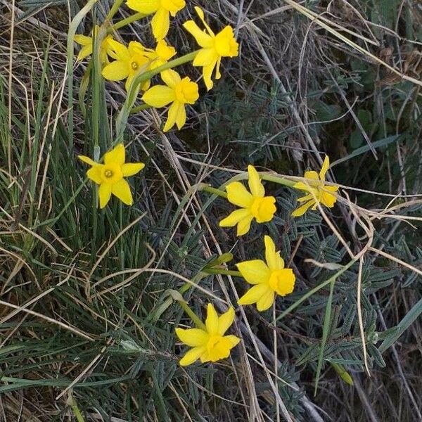 Narcissus assoanus Kvet