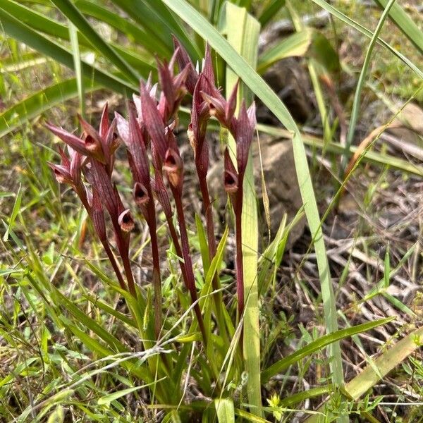 Serapias vomeracea Flower