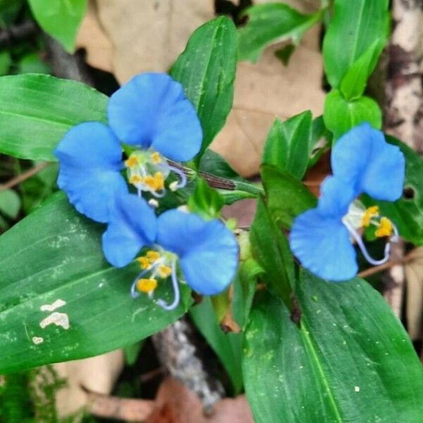 Commelina erecta Blüte