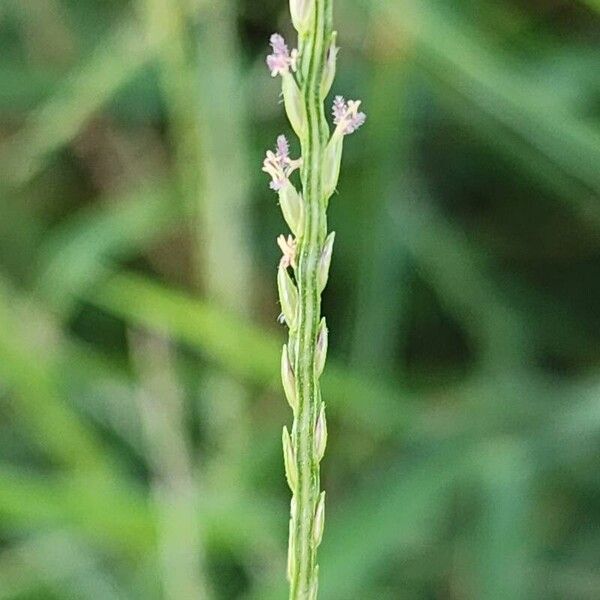 Digitaria sanguinalis Õis