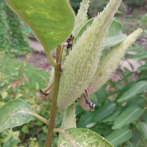 Asclepias syriaca 果実