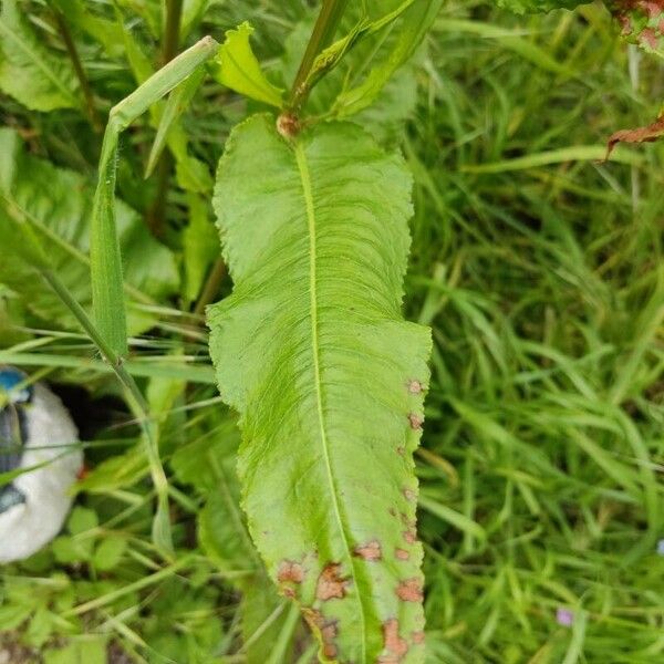 Rumex conglomeratus Folha