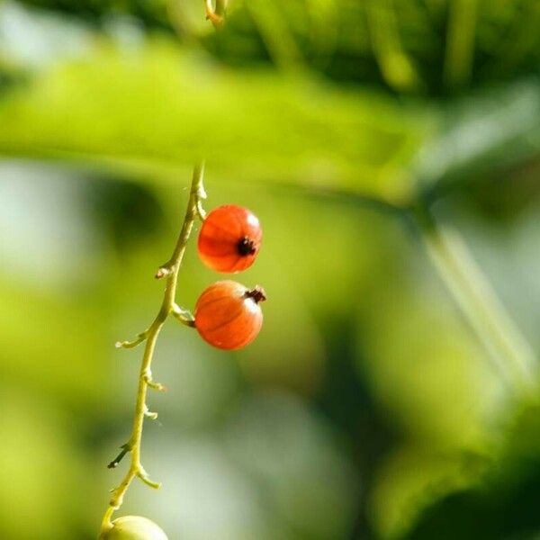 Ribes rubrum Fruto