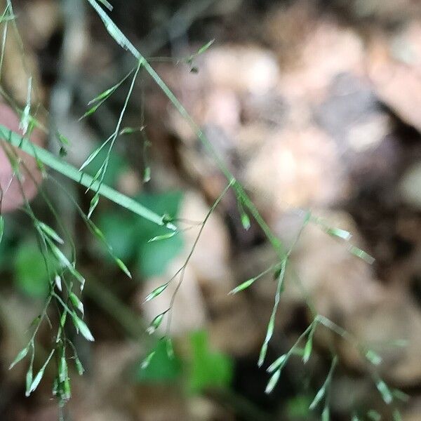 Poa nemoralis Fiore