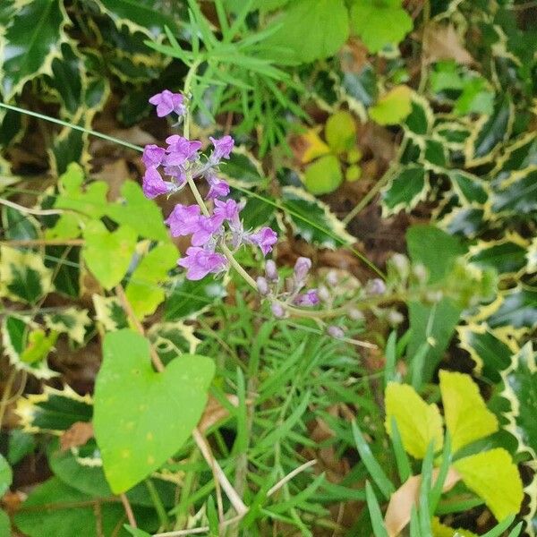 Linaria purpurea Květ