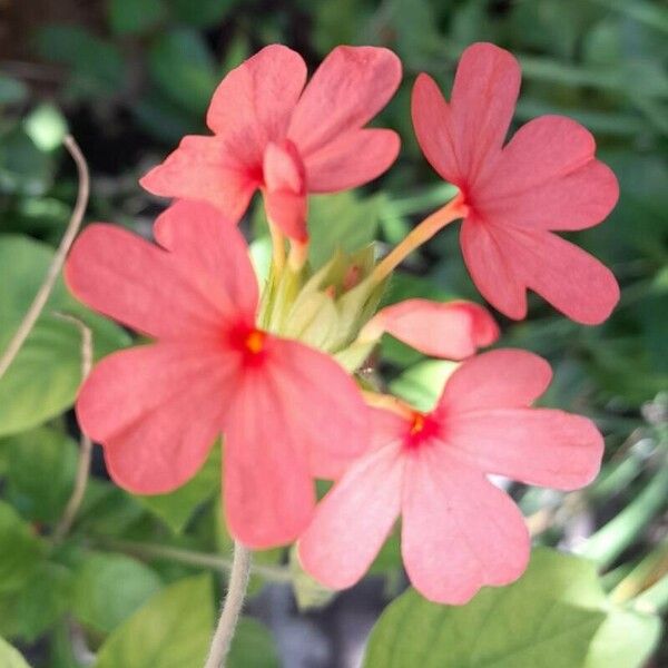 Crossandra nilotica Květ