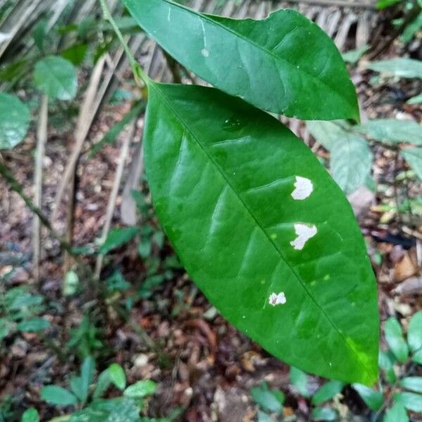 Drypetes variabilis ഇല