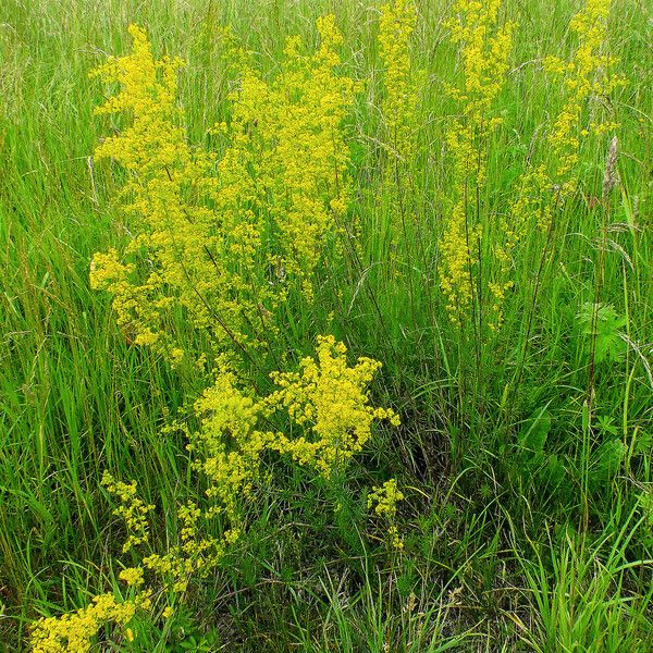 Galium verum Habit