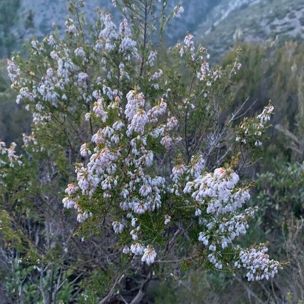 Erica arborea Alia