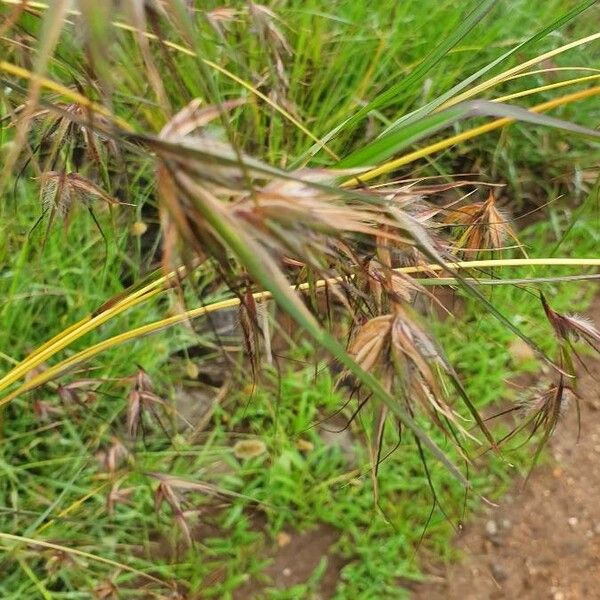 Themeda triandra Blomst