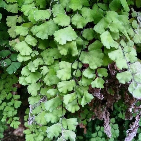 Adiantum capillus-veneris Лист