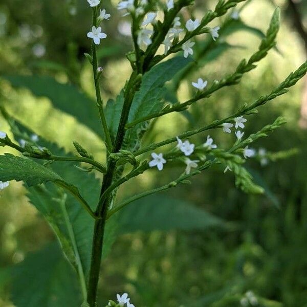 Verbena urticifolia Flors