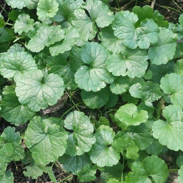 Hydrocotyle sibthorpioides Fulla