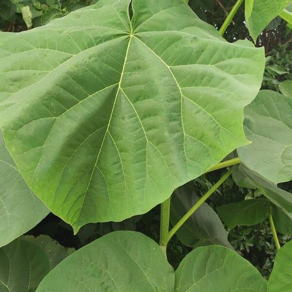 Paulownia tomentosa Liść