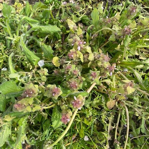 Lamium purpureum পাতা