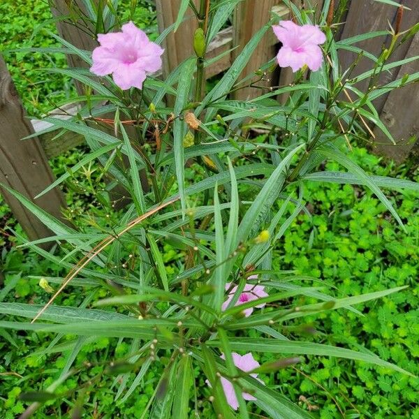 Ruellia simplex Levél