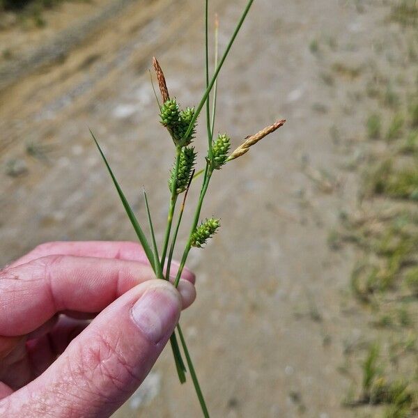 Carex extensa Flower