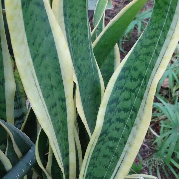 Dracaena trifasciata Blatt