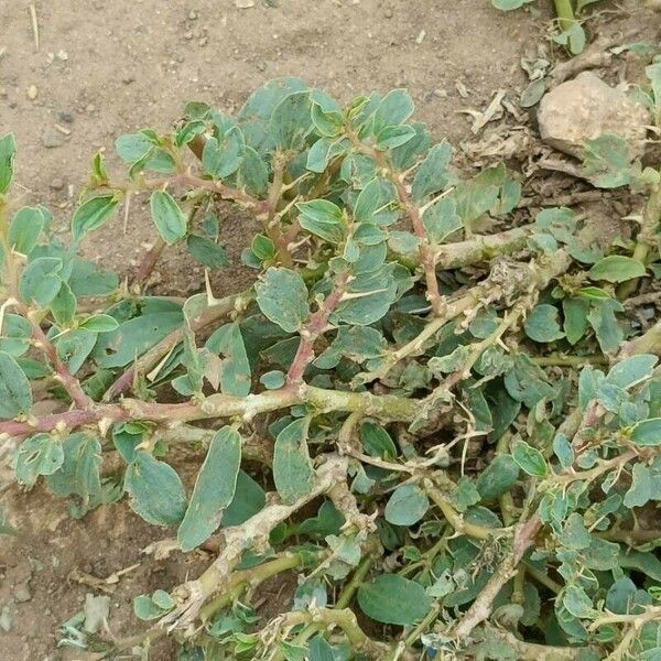 Euphorbia hirta Leaf