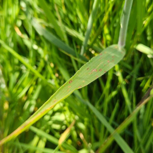 Holcus lanatus Leaf