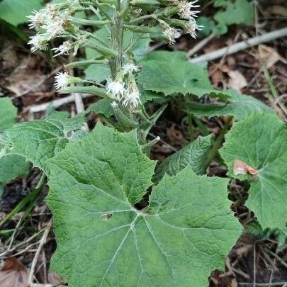 Petasites albus ഇല