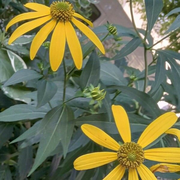 Rudbeckia laciniata Blüte