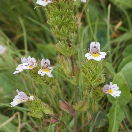 Euphrasia alpina 形態